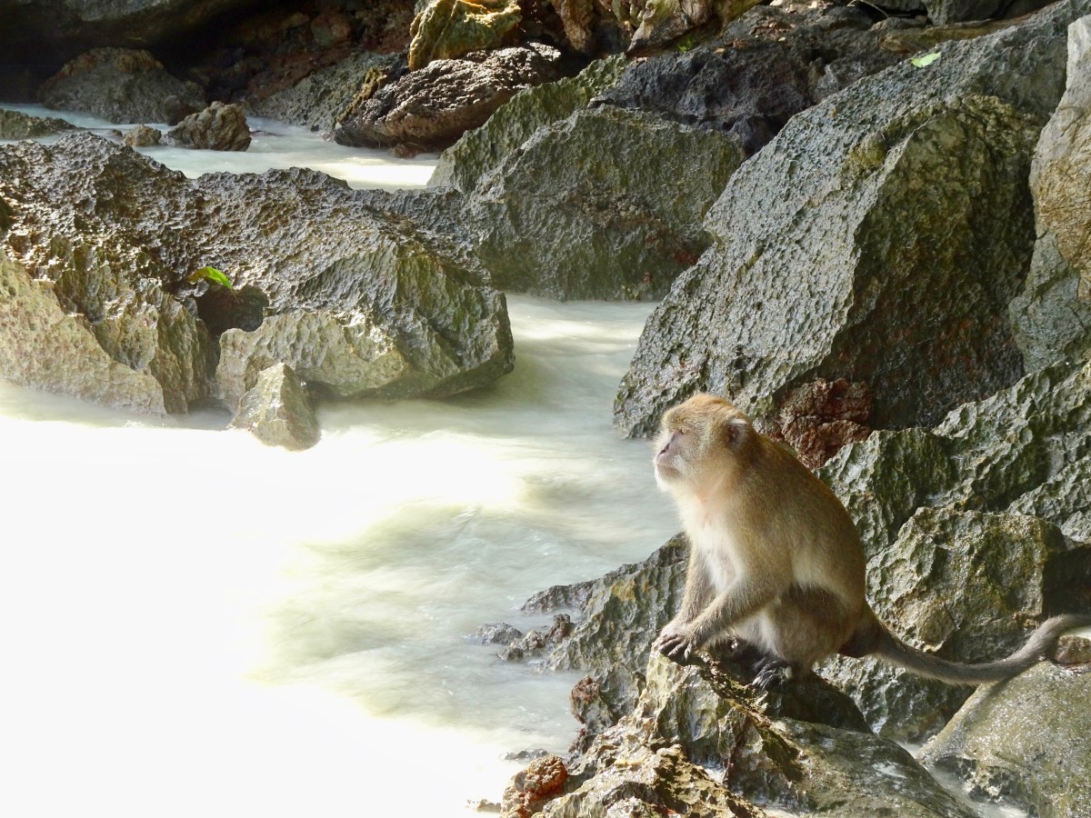 Das stille Tierleid&nbsp;Thailands