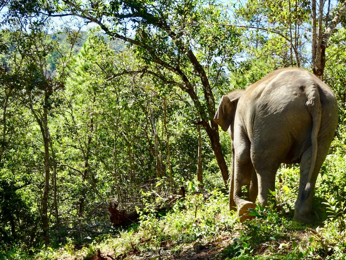 Thailand Backpacking: Zu touristisch oder doch eine Reise&nbsp;wert?