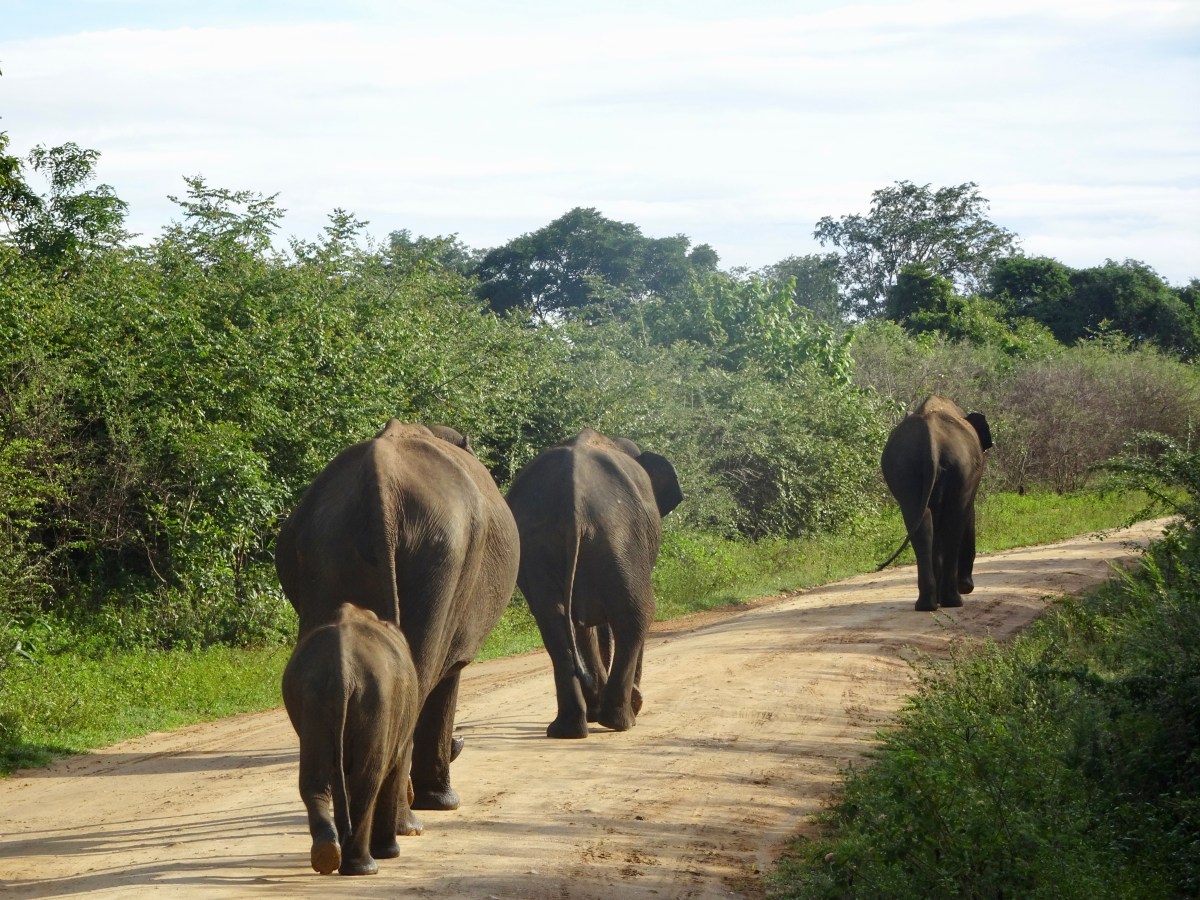 Safari im Udawalawe-Nationalpark