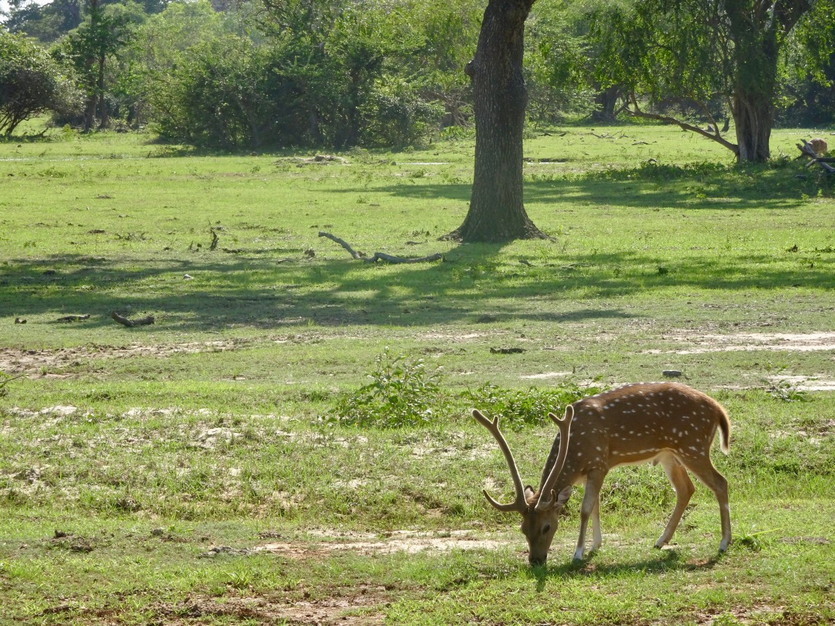 Alleinreisen als Frau auf Sri Lanka: 5&nbsp;Vorurteile