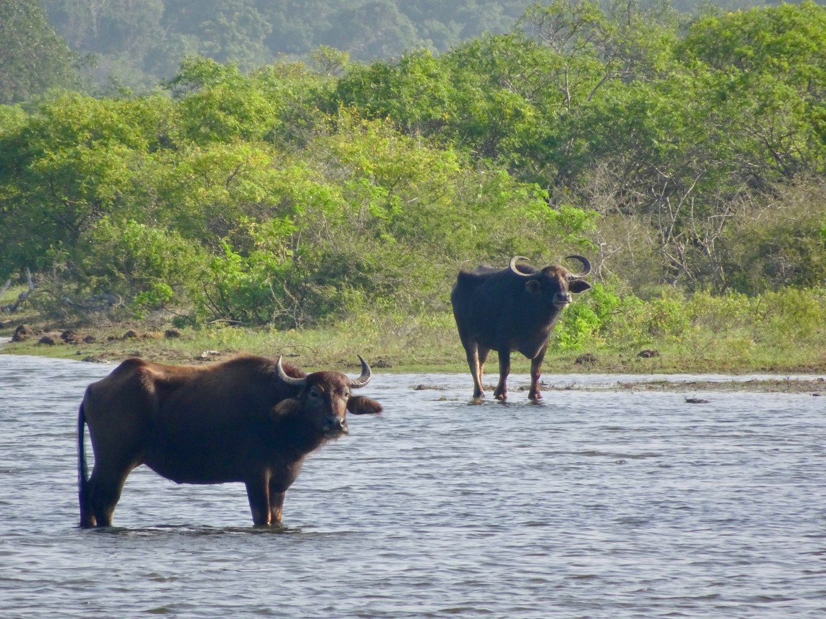 3 Tage im Yala-Nationalpark