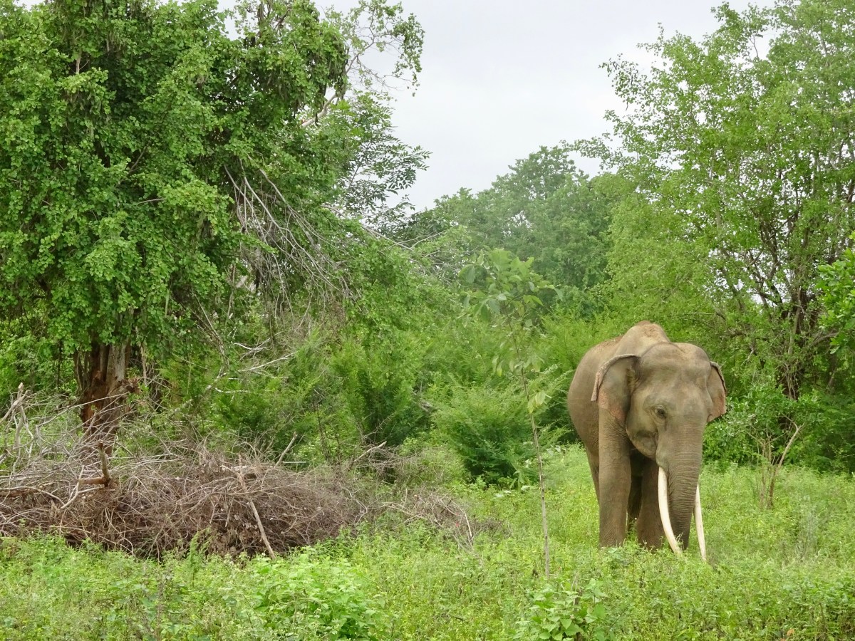 In 5 Wochen mit dem Rucksack durch Sri&nbsp;Lanka