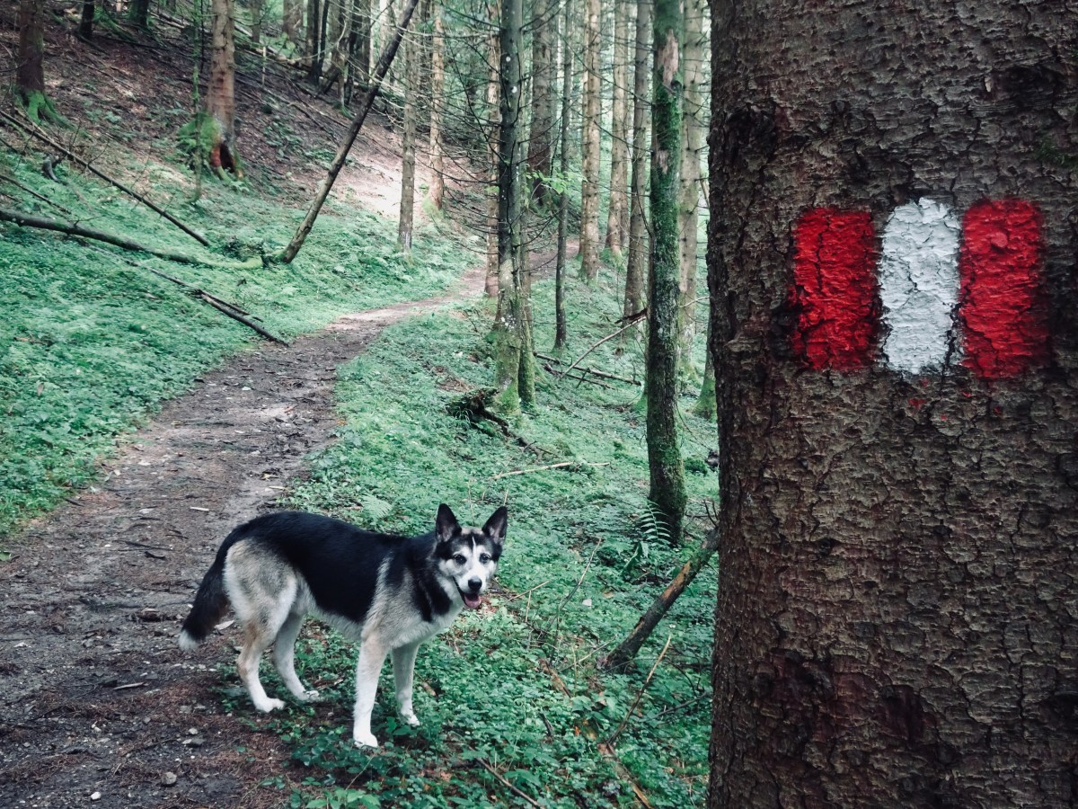Österreich Roadtrip: Mit Hund über die Alpen bis nach&nbsp;Südtirol