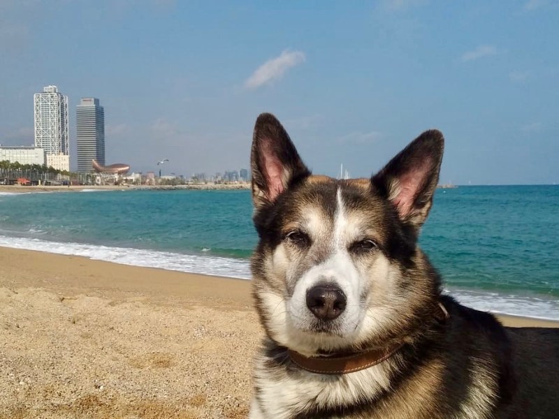 Barcelona mit Hund&nbsp;bereisen