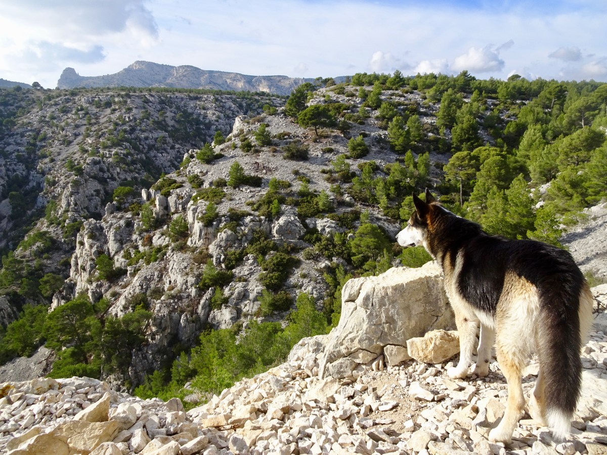 Wandern mit Hund im Calanques&nbsp;Nationalpark