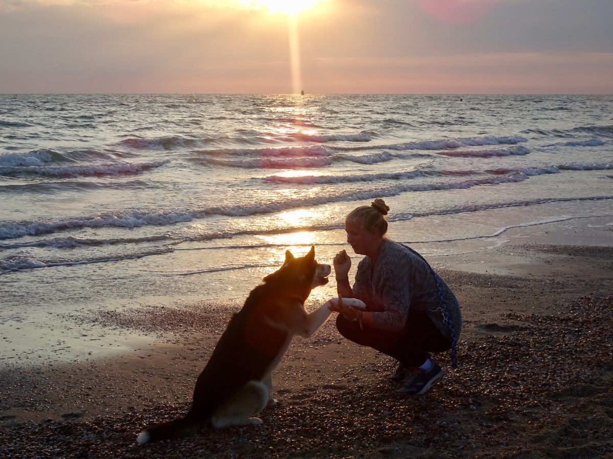 Zeeland mit Hund&nbsp;bereisen