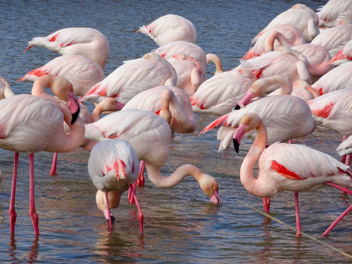 Mit Hund und Wohnmobil in die&nbsp;Camargue