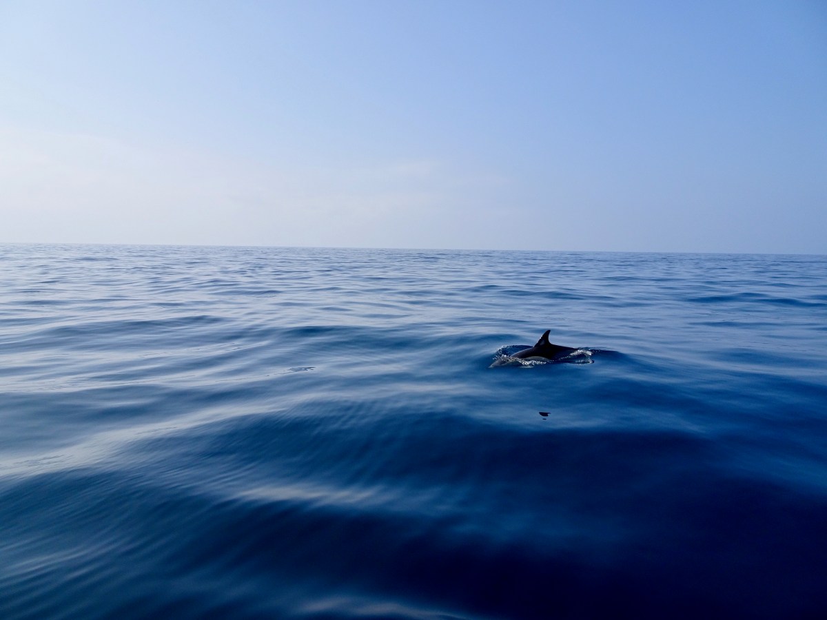 Die Delfine von Sagres&nbsp;🐬