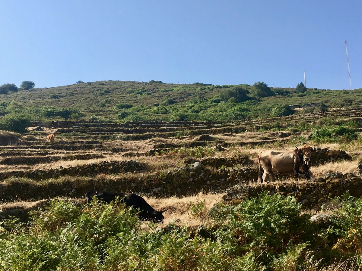 Wandern mit Hund im Monchique&nbsp;Gebirge