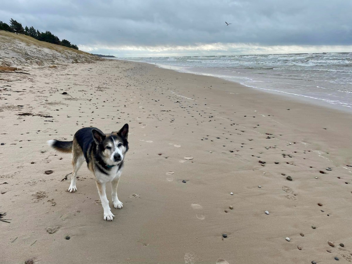 Die litauische Ostseeküste: Mit Hund nach Palanga, Klapeida und in die Kurische&nbsp;Nehrung