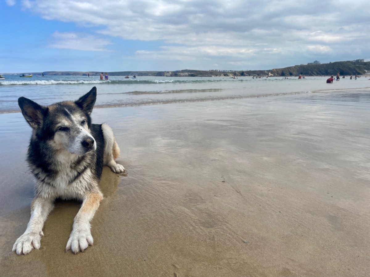 Mit Hund nach&nbsp;Cornwall