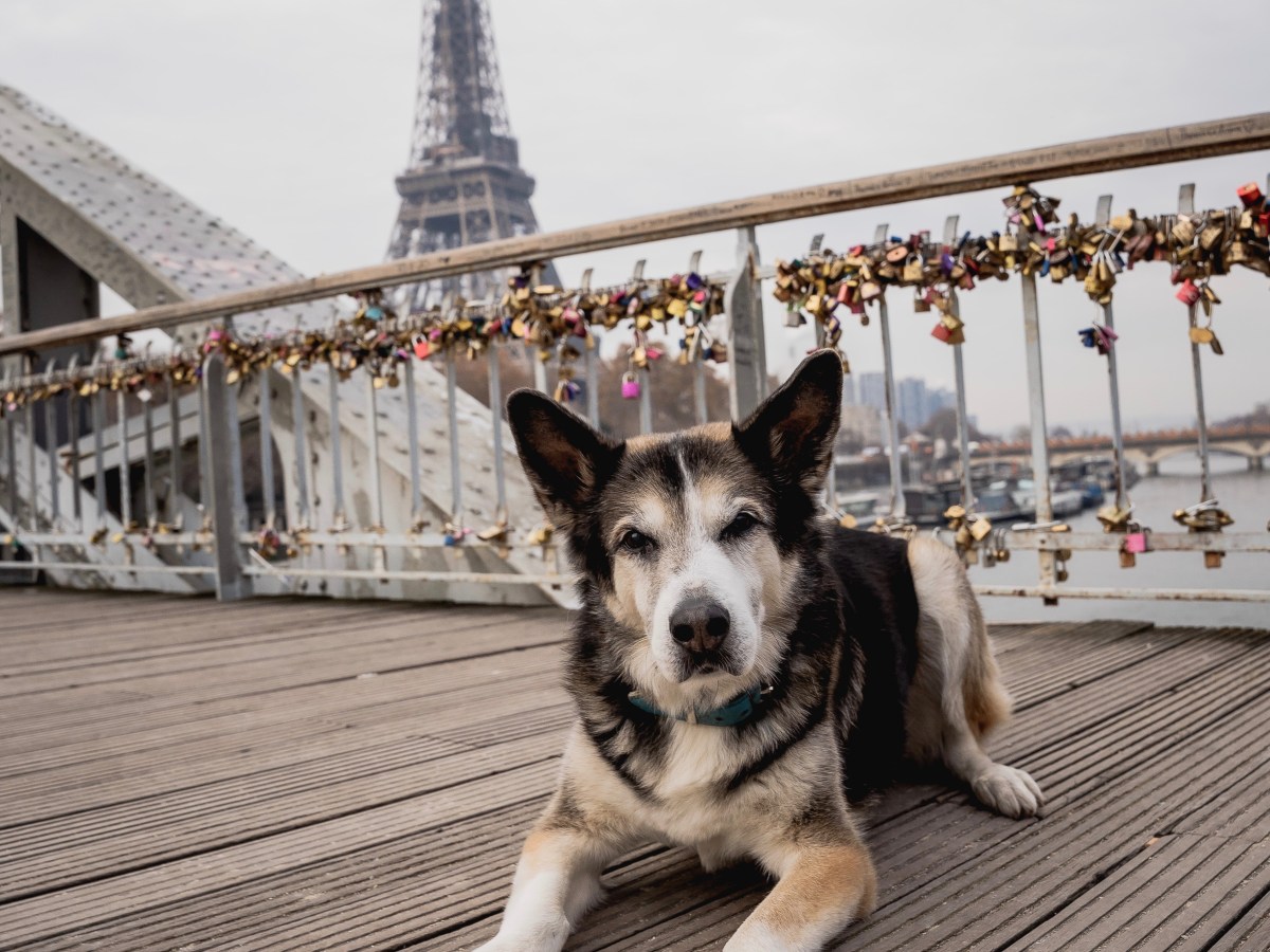 Mit Hund nach&nbsp;Paris