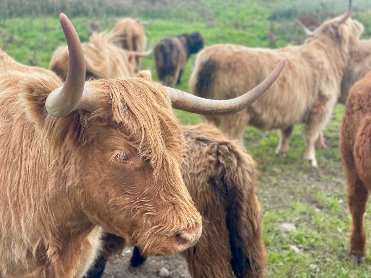 Roadtrip mit Hund durch&nbsp;Schottland
