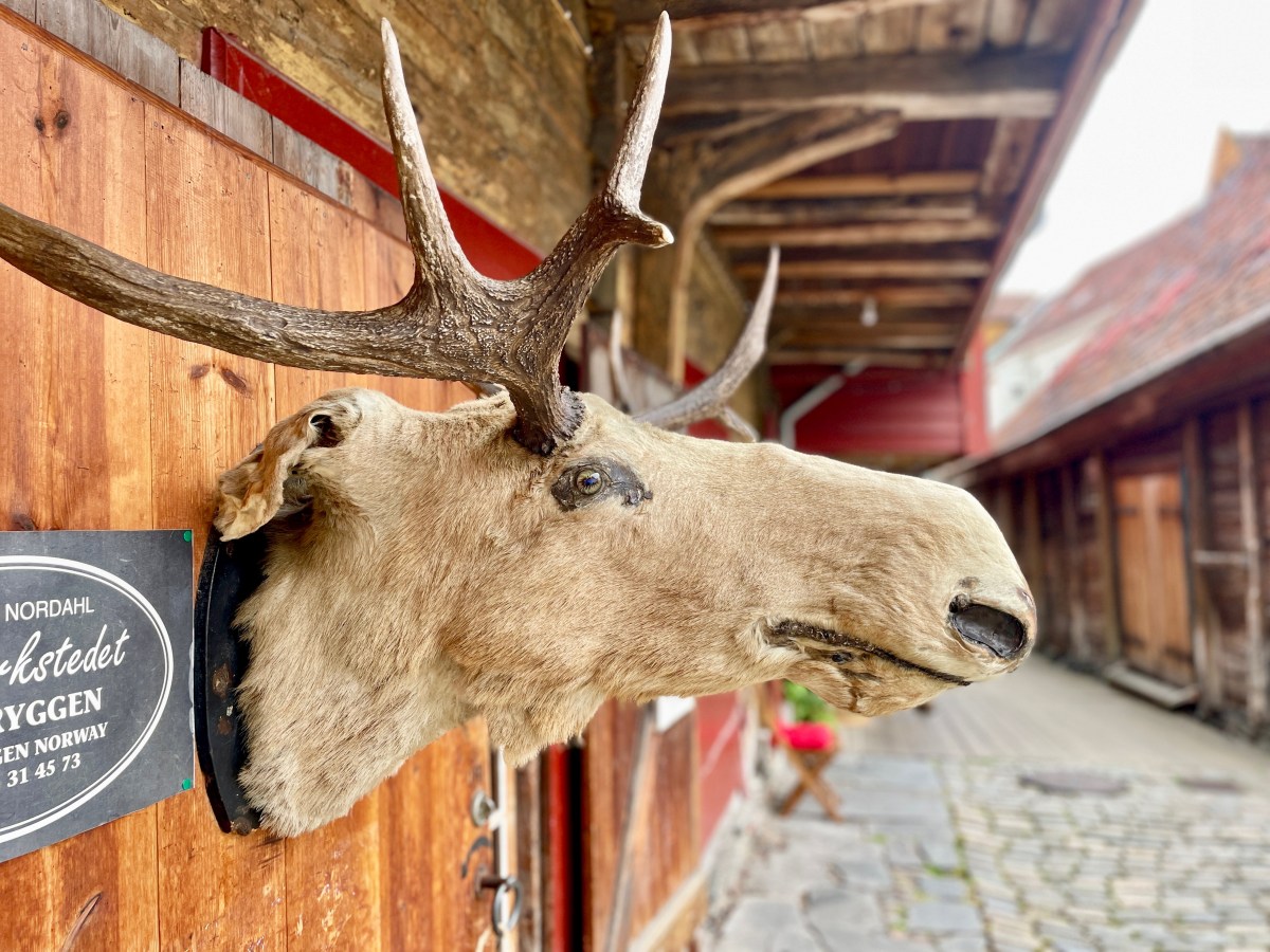 Bergen mit Hund&nbsp;bereisen