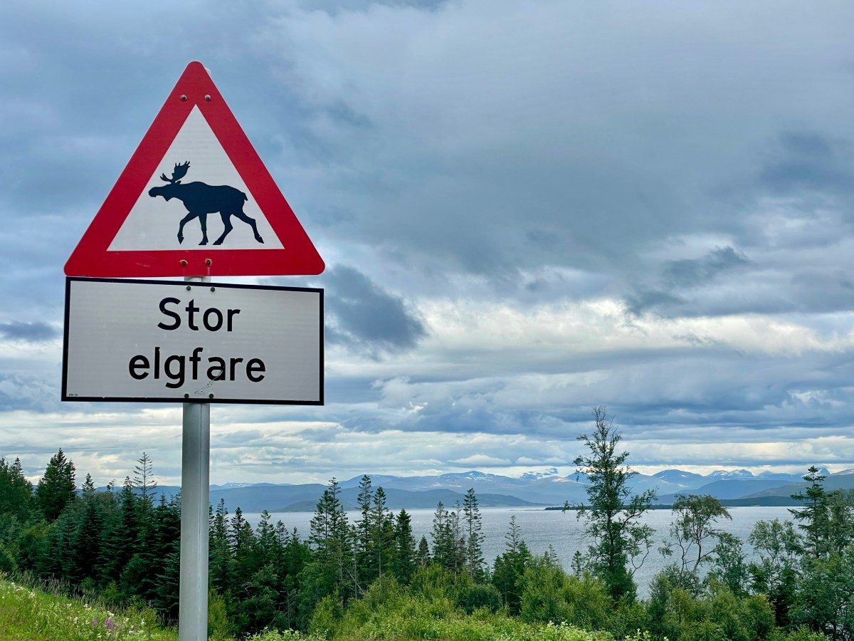 Die schönsten Tierbegegnungen in&nbsp;Norwegen