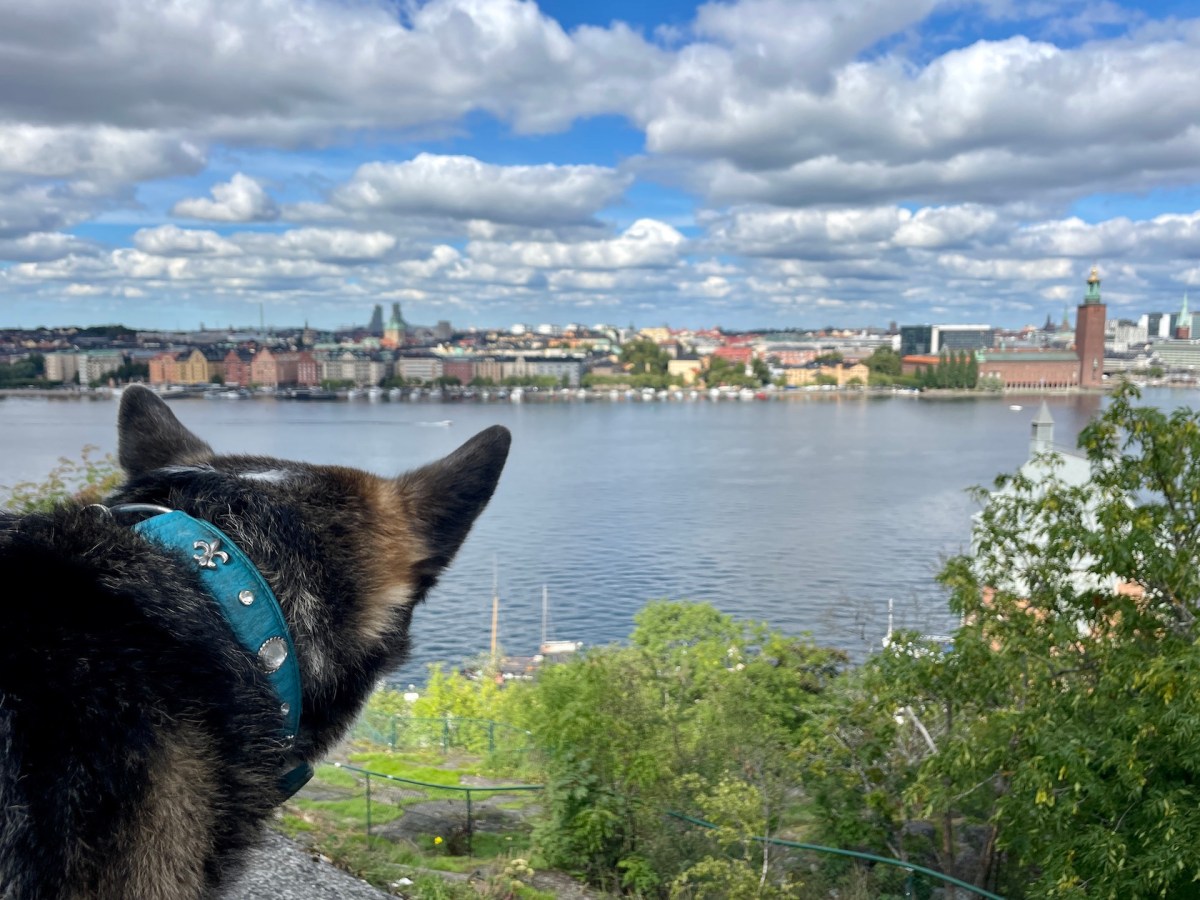 Mit Hund in die schwedische Hauptstadt&nbsp;Stockholm