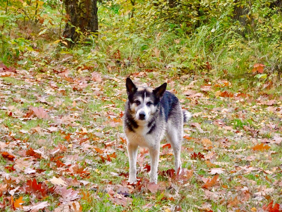 Auf Reisen durchs eigene Land: München mit&nbsp;Hund