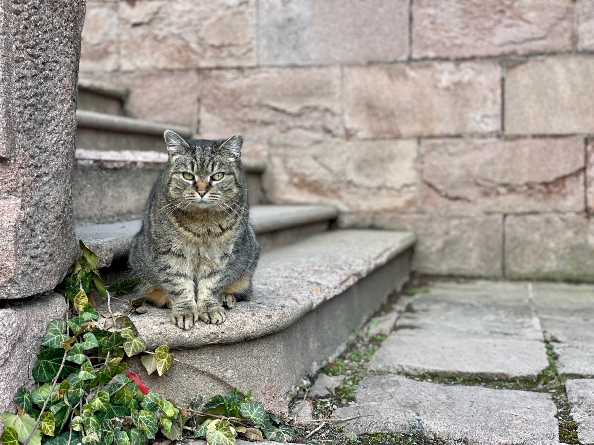 Slowakei-Roadtrip: Sehenswürdigkeiten & meine Reisetipps nach 4 Monaten Auslandssemester