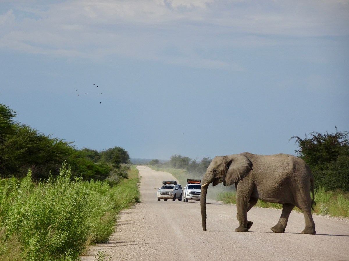 Etosha-Safari: Als Selbstfahrer oder gebuchte&nbsp;Tour?