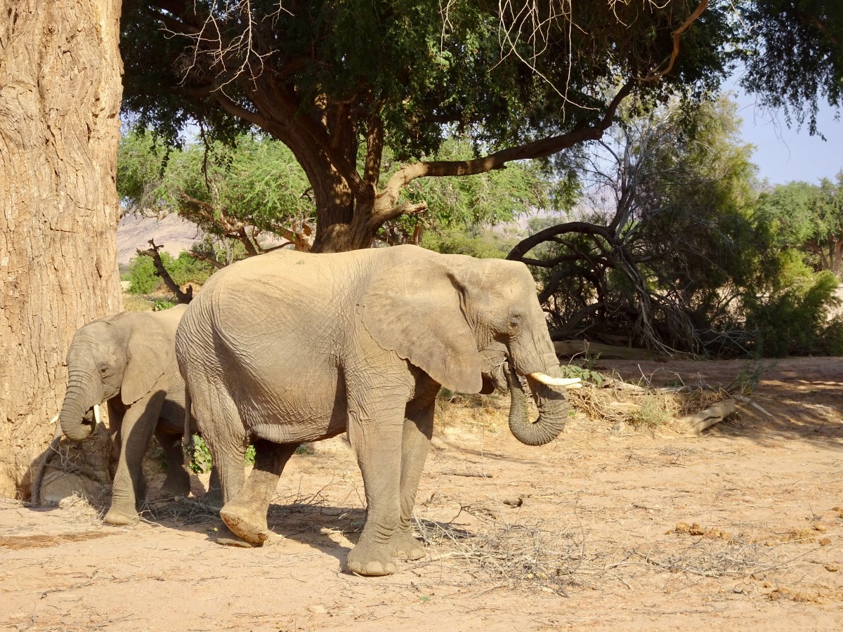 Reise ins Damaraland: Zwischen Wüstenelefanten, Felsmalereien & der lokalen&nbsp;Volksgruppe